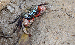 ปูแสมก้ามแดง (อังกฤษ: Thai vinegar crab),Chiromanthes eumolpe