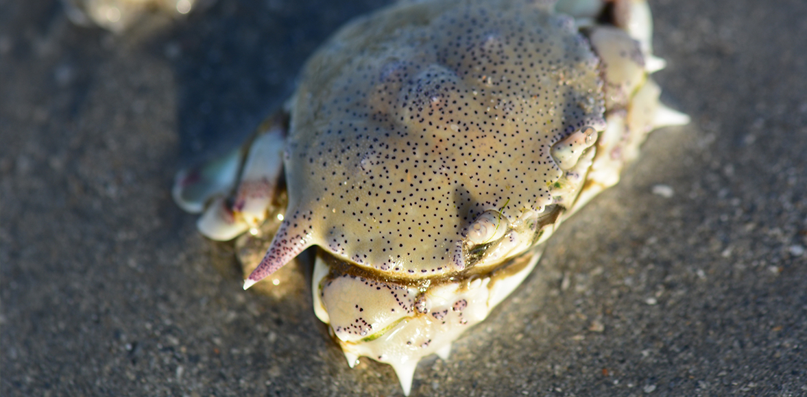 ปูหนุมานลายจุด(อังกฤษ: Common moon crab),Matuta victor