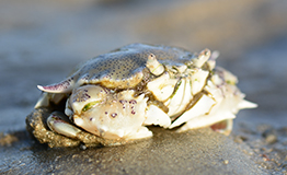 ปูหนุมานลายจุด(อังกฤษ: Common moon crab),Matuta victor
