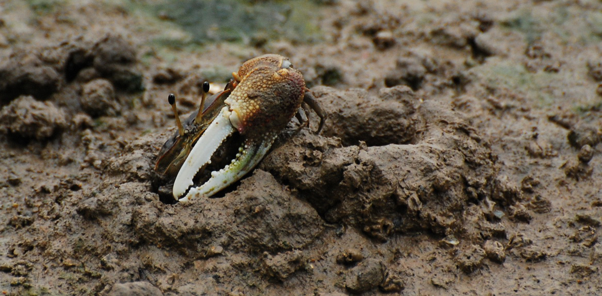 ปูก้ามดาบ หรือ ปูเปี้ยว (อังกฤษ: Fiddler crabs, Ghost crabs)