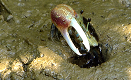 ปูก้ามดาบ หรือ ปูเปี้ยว (อังกฤษ: Fiddler crabs, Ghost crabs)