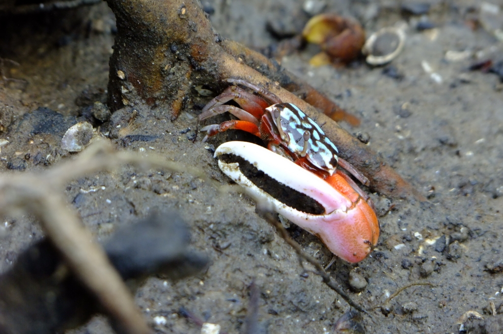 ปูก้ามดาบ (Fiddler Crabs)