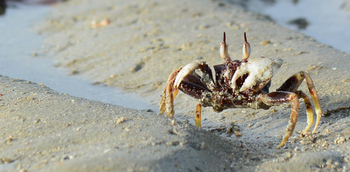 ปูลม หรือ ปูผี(อังกฤษ: Ghost crab) Ocypode ceratophthalmus