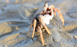 ปูลม หรือ ปูผี(อังกฤษ: Ghost crab) Ocypode ceratophthalmus
