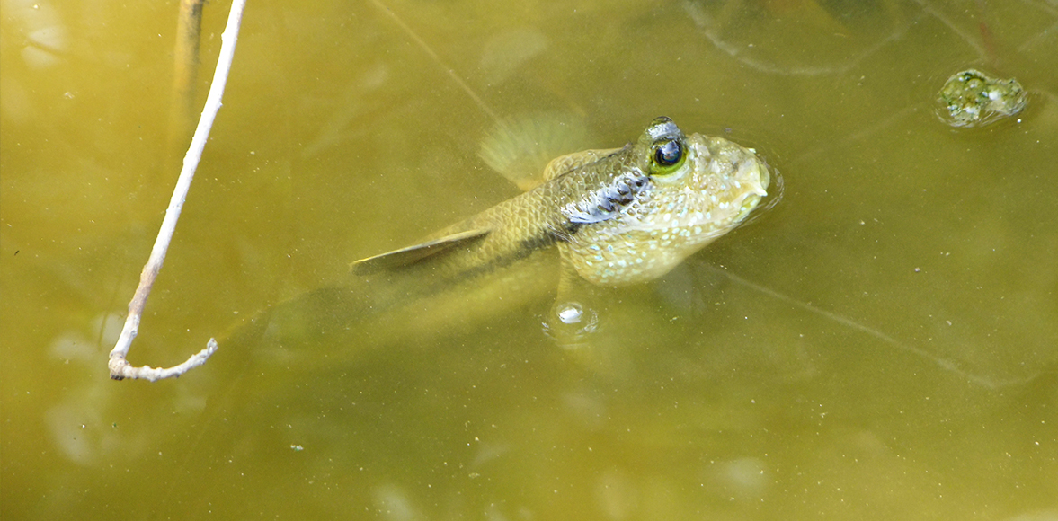 ปลากระจัง หรือ ปลาตีนเขี้ยว (อังกฤษ: Giant mudskipper; ชื่อวิทยาศาสตร์: Periophthalmodon schlosseri)