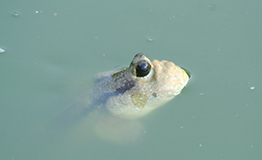 ปลากระจัง หรือ ปลาตีนเขี้ยว (อังกฤษ: Giant mudskipper; ชื่อวิทยาศาสตร์: Periophthalmodon schlosseri)