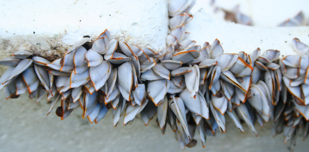 เพรียงคอห่าน หรือ เพรียงก้าน(Goose Barnacles)