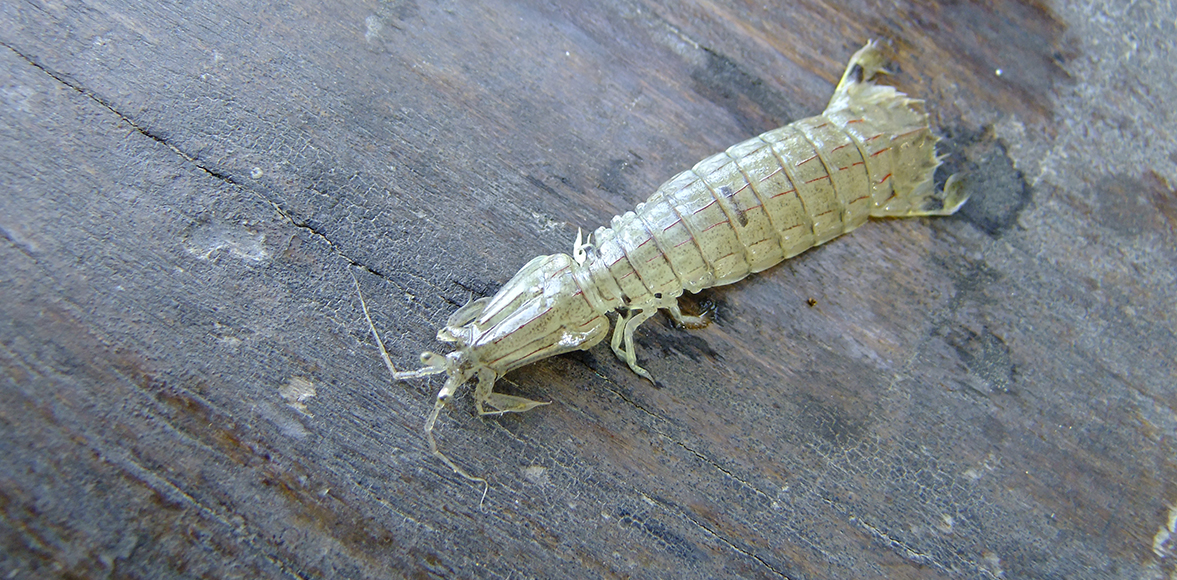 กั้งตั๊กแตน (อังกฤษ: Mantis shrimps, Stomatopods)