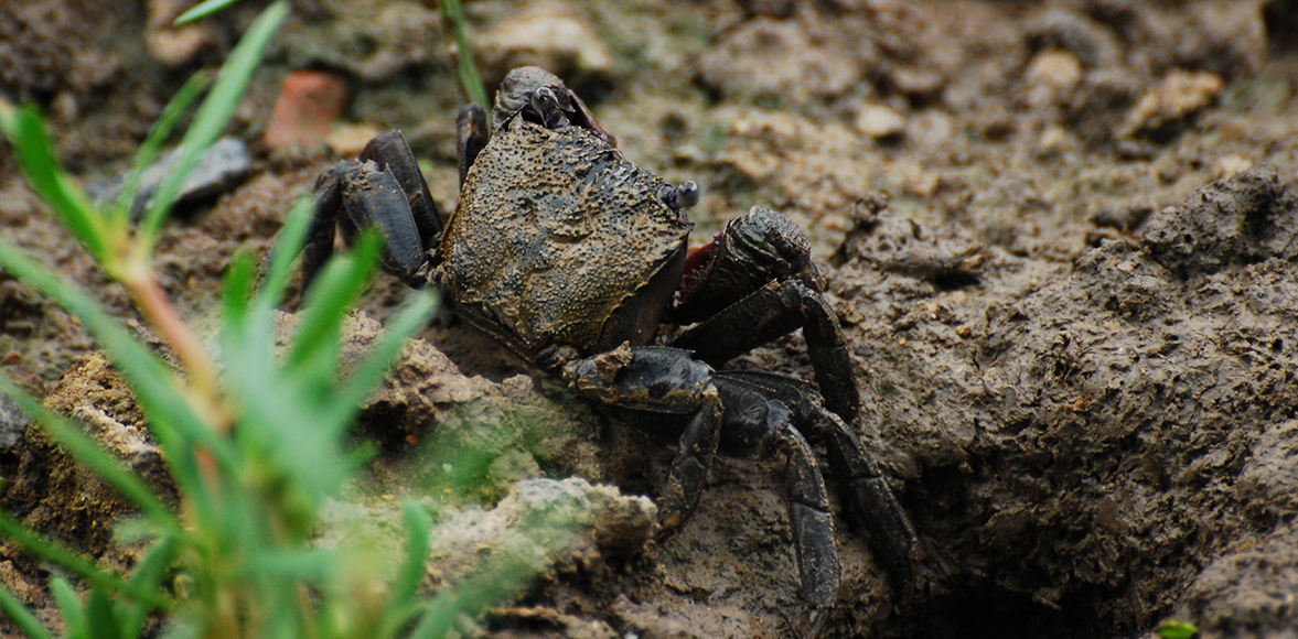 ปูแสมก้ามม่วง (อังกฤษ: Mangrove crab),Episesarma Mederi