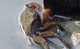 ปูแสมก้ามม่วง (อังกฤษ: Mangrove crab),Episesarma Mederi