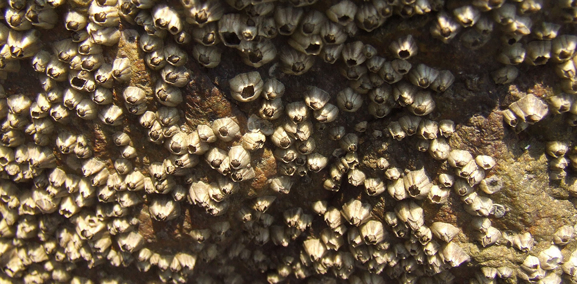 เพรียงหิน (อังกฤษ: Rock barnacle)