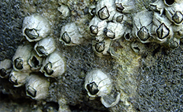 เพรียงหิน (อังกฤษ: Rock barnacle)