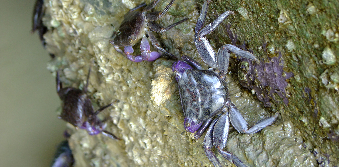 ปูแสมหิน(อังกฤษ: Rock crab),Metopograpsus frontalis
