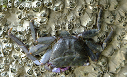ปูแสมหิน (อังกฤษ: Rock crab),Metopograpsus frontalis
