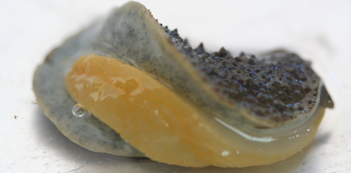 กั้ทากปุ่มหิน Rock onchidium