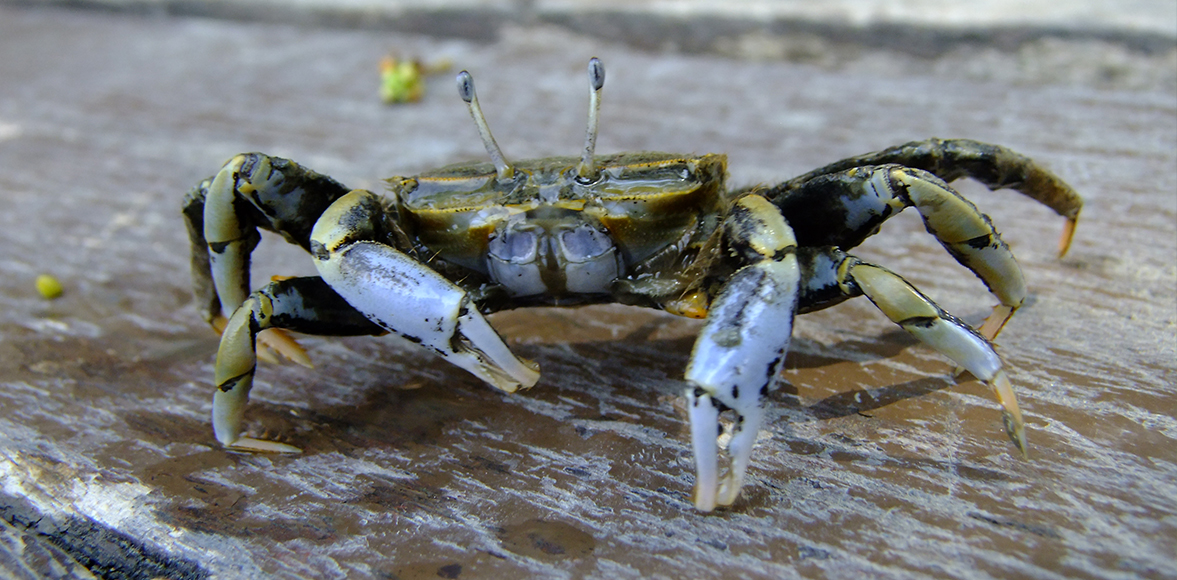 ปูก้ามหัก (อังกฤษ : Sentinel Crab )