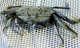 ปูก้ามหัก (อังกฤษ : Sentinel Crab )