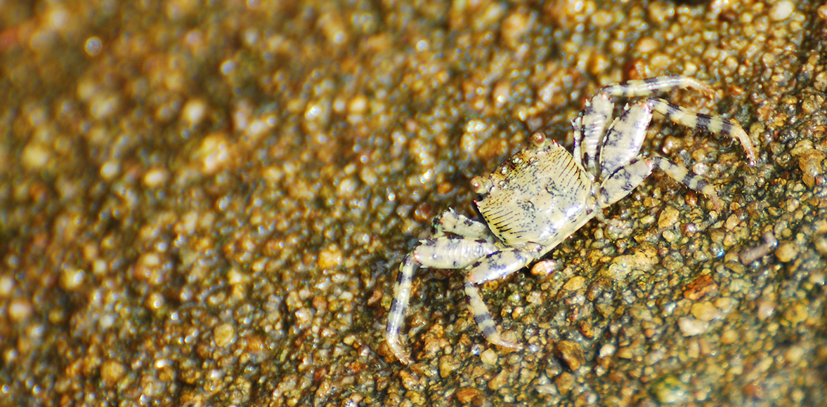 ปูแสมแกละ หรือ ปูแสมลาย (อังกฤษ: Shore crab),Grapsus albolineatus
