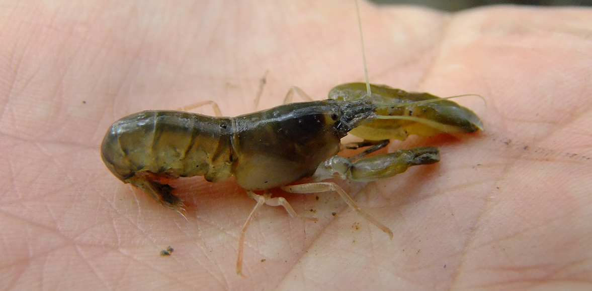 กุ้งดีดขัน หรือ กุ้งกระเตาะ (อังกฤษ: Snapping shrimps)