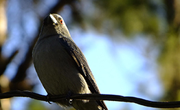 นกแซงแซวสีเทา / Ashy Drongo (Dicrurus leucophaeus)