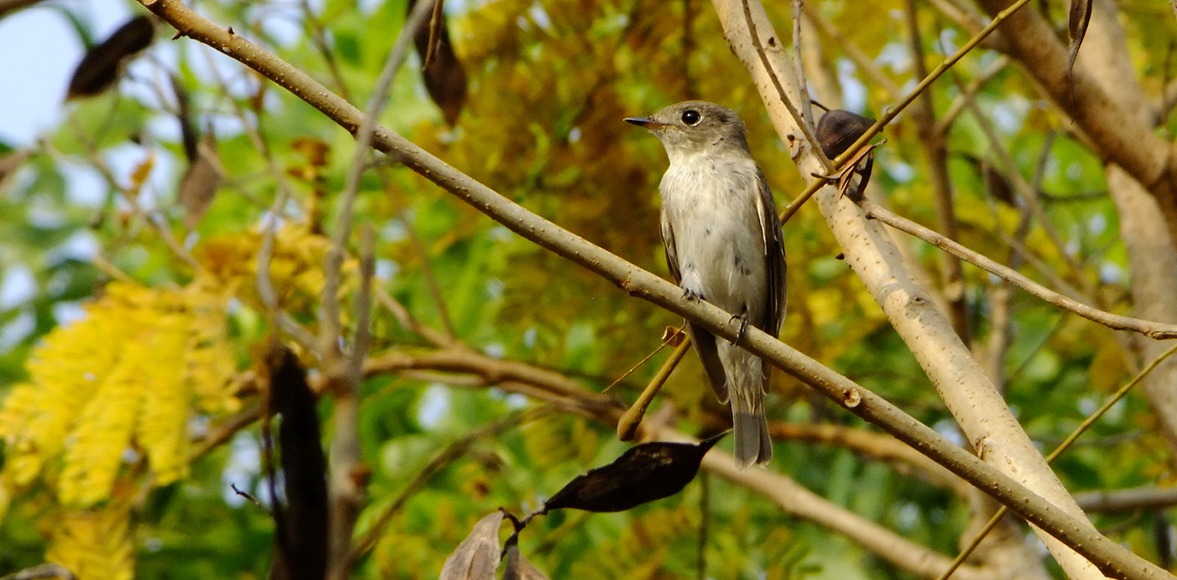 นกจับแมลงสีน้ำตาล (Asian Brown Flycatcher; Muscicapa latirostris)