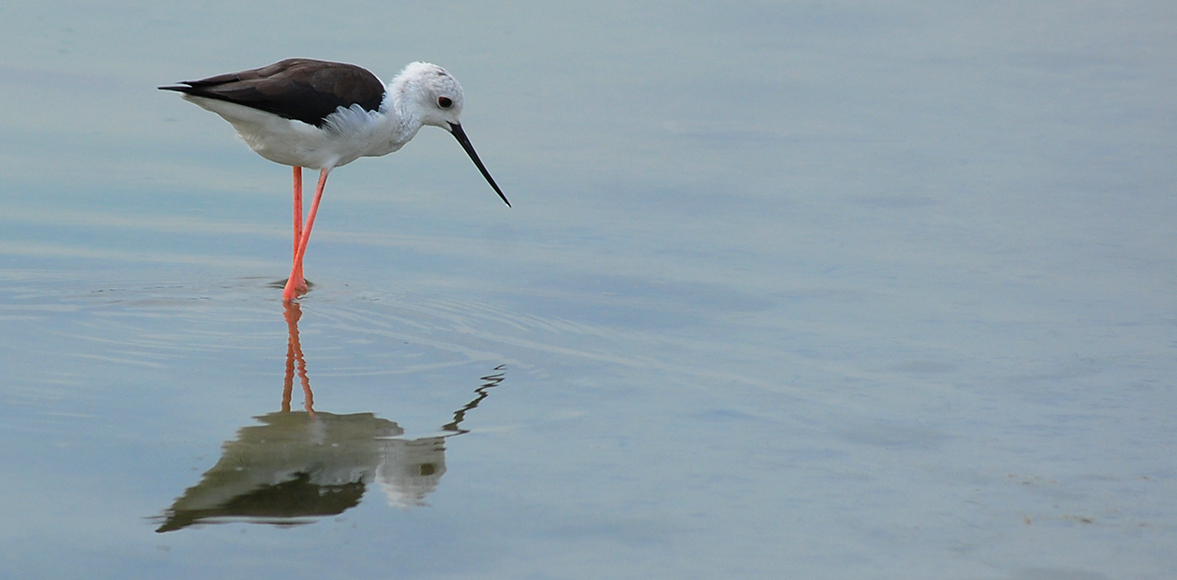 นกตีนเทียน / Black-winged Stilt (Himantopus himantopus)