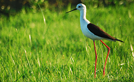 นกตีนเทียน / Black-winged Stilt (Himantopus himantopus)