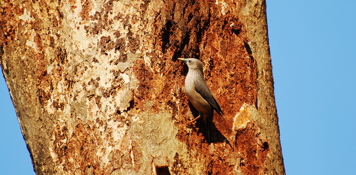 นกกิ้งโครงแกลบหัวเทา (Chestnut-tailed Starling; Sturnia malabarica)