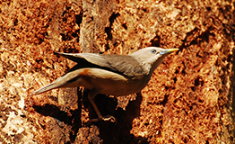 นกกิ้งโครงแกลบหัวเทา (Chestnut-tailed Starling; Sturnia malabarica)