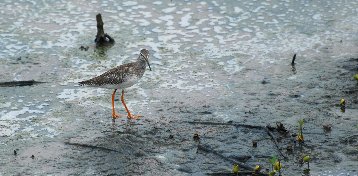 นกทะเลขาแดงธรรมดา Common Redshank (Tringa totanus)