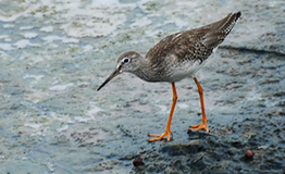 นกทะเลขาแดงธรรมดา Common Redshank (Tringa totanus)