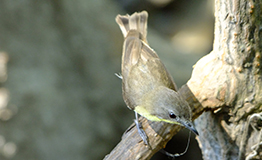 กระจิบ หรือ นกกระจิบ (อังกฤษ: Tailorbird)อยู่ในสกุล Orthotomus