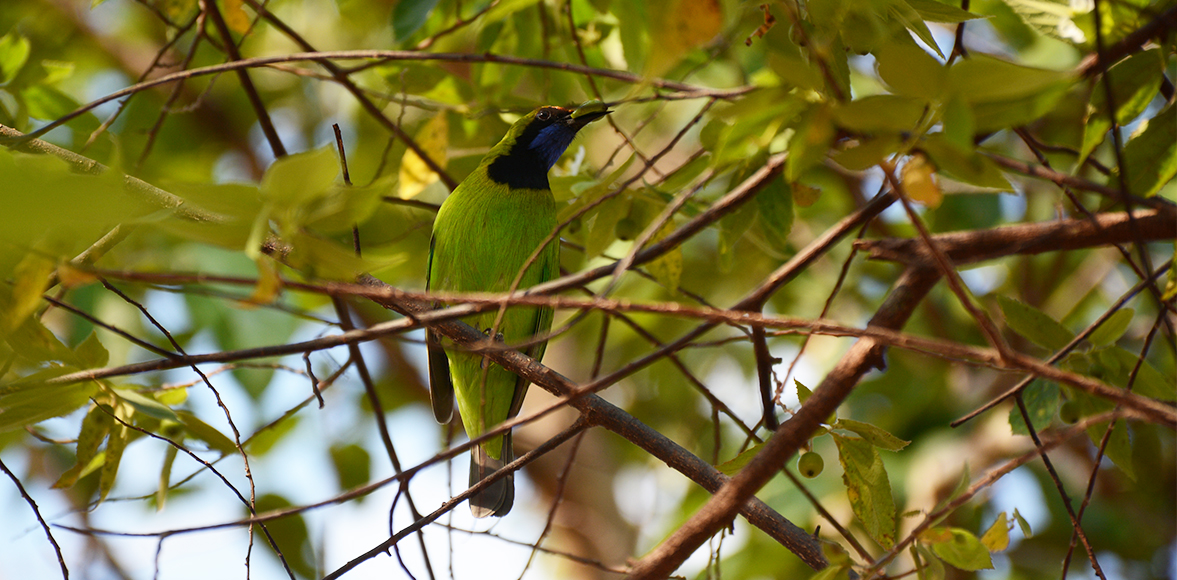 นกเขียวก้านตองหน้าผากสีทอง (Golden-fronted Leafbird,Chloropsis aurifrons)