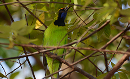 นกเขียวก้านตองหน้าผากสีทอง (Golden-fronted Leafbird,Chloropsis aurifrons)