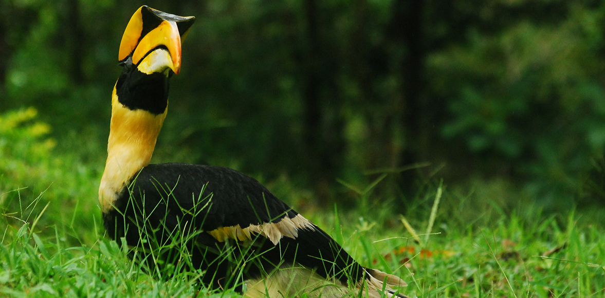 นกกก(นกกาฮัง, นกกะวะ หรือ นกอีฮาก)/Great Hornbill (Buceros bicornis)