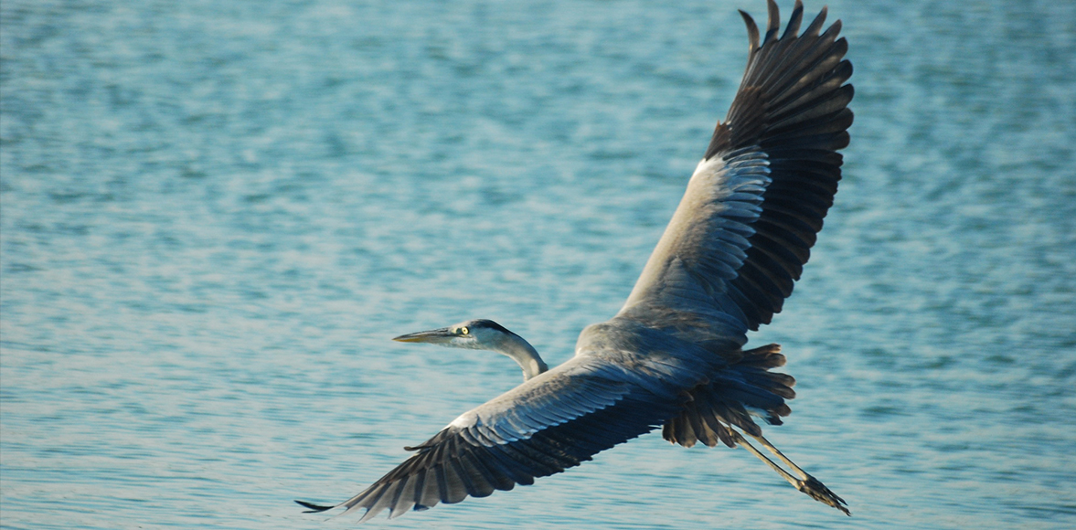 นกกระสานวล (อังกฤษ: En:Grey heron; ชื่อวิทยาศาสตร์: Ardea cinerea)