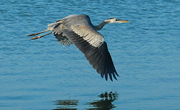 นกกระสานวล (อังกฤษ: En:Grey heron; ชื่อวิทยาศาสตร์: Ardea cinerea)