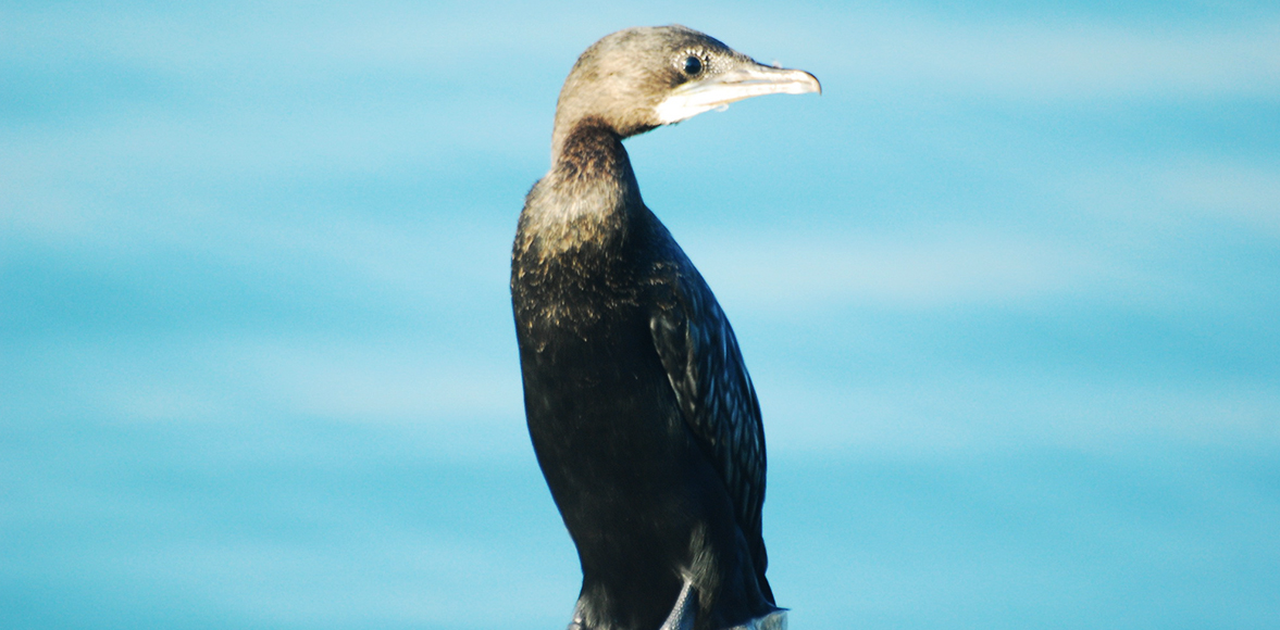 นกกาน้ำเล็ก (อังกฤษ: Little cormorant, Javanese cormorant; ชื่อวิทยาศาสตร์: Microcarbo niger)