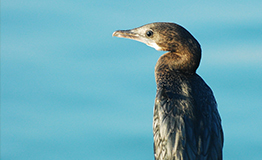 นกกาน้ำเล็ก (อังกฤษ: Little cormorant, Javanese cormorant; ชื่อวิทยาศาสตร์: Microcarbo niger)