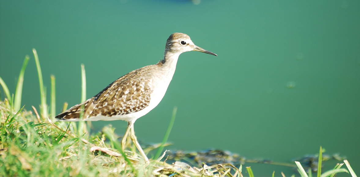 นกชายเลนบึง (Marsh Sandpiper; Tringa stagnatilis)