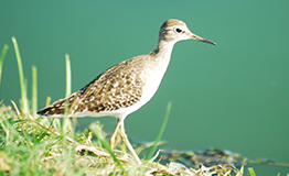 นกชายเลนบึง (Marsh Sandpiper; Tringa stagnatilis)