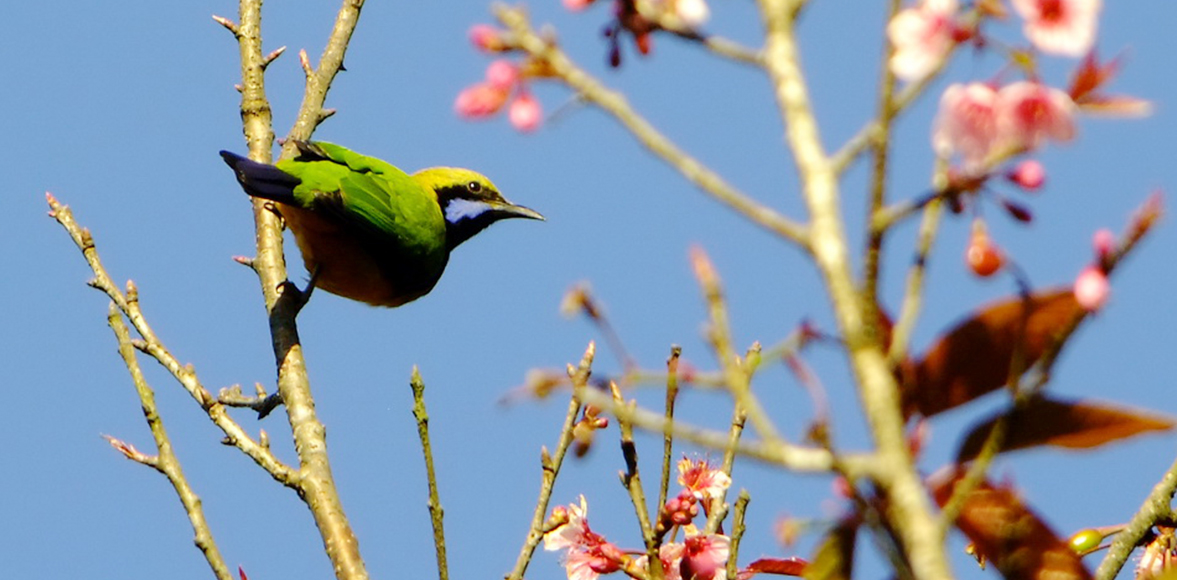 นกเขียวก้านตองท้องสีส้ม (Orange-bellied Leafbird,Chloropsis hardwickii)