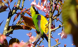 นกเขียวก้านตองท้องสีส้ม (Orange-bellied Leafbird,Chloropsis hardwickii)