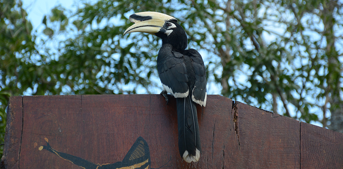 นกแก๊ก หรือ นกแกง (อังกฤษ: Oriental pied hornbill; ชื่อวิทยาศาสตร์: Anthracoceros albirostris)