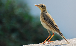 นกเด้าดินทุ่งเล็ก Paddyfield Pipit ( Anthus rufulus (Vieillot, 1818))