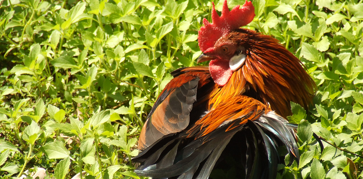 ไก่ป่า (ตุ้มหูขาว)/Red Junglefowl (Gallus gallus gallus)