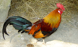 ไก่ป่า (ตุ้มหูขาว)/Red Junglefowl (Gallus gallus gallus)