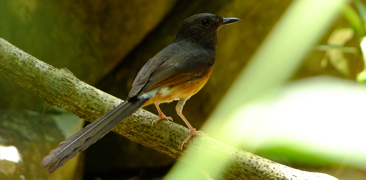 นกกางเขนดง หรือ นกบินหลาดง (อังกฤษ: White-rumped shama; ชื่อวิทยาศาสตร์: Copsychus malabaricus)