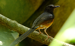 นกกางเขนดง หรือ นกบินหลาดง (อังกฤษ: White-rumped shama; ชื่อวิทยาศาสตร์: Copsychus malabaricus) 