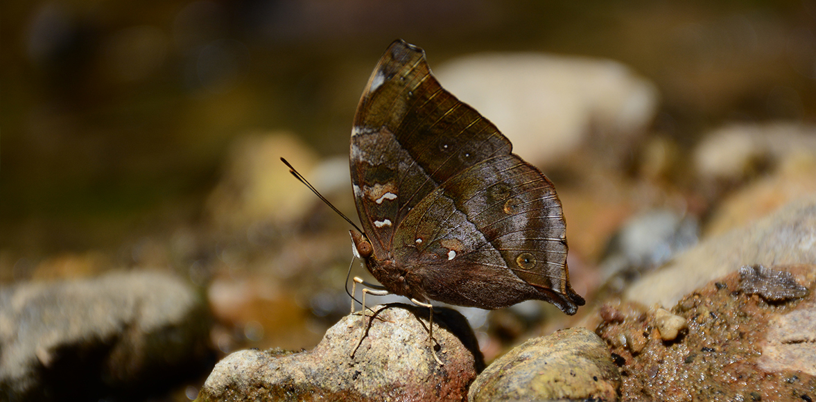 The Autumn Leaf Doleschallia bisaltide Cramer, 1777.